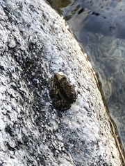 Rana boylii