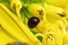 Olibrus