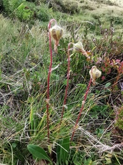 Campanula barbata