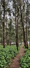 Pinus