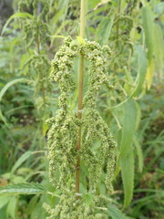 Urtica dioica
