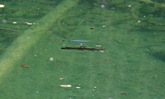 Salvelinus fontinalis