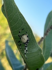 Araneus trifolium