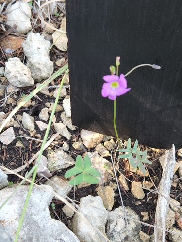 Drummond's woodsorrel (Oxalis drummondii)