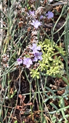 Limonium vulgare