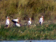 Mycteria ibis
