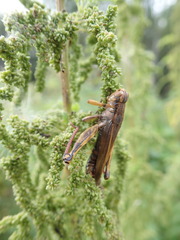 Entomophaga grylli