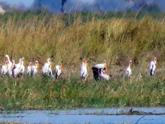 Mycteria ibis
