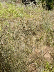 Montinia caryophyllacea