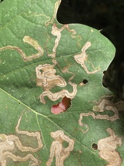 Insecta