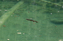 Salvelinus fontinalis