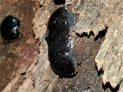 Camarops petersii