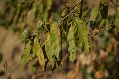 Ipomoea murucoides