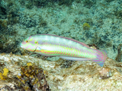 Halichoeres bivittatus