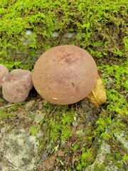 Tylopilus rubrobrunneus