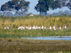 Mycteria ibis