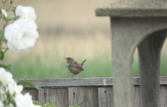 Troglodytes troglodytes