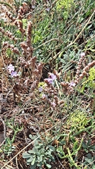 Limonium vulgare