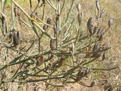Montinia caryophyllacea