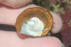 Megastraea undosa