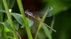 Lestes rectangularis