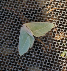 Campaea margaritaria