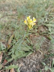 Linaria vulgaris