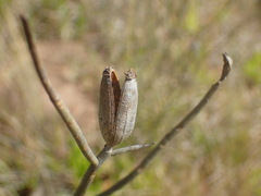 Montinia caryophyllacea
