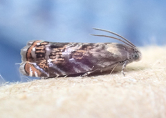 Grapholita prunivora