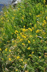 Hippocrepis comosa