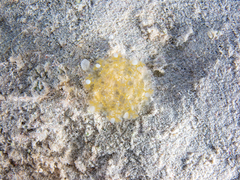 Cassiopea frondosa