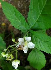 Rubus tuberculatus