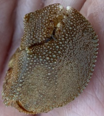 Pagurus pollicaris