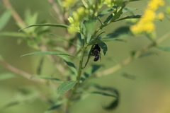 Phidippus apacheanus