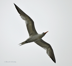 Thalasseus maximus