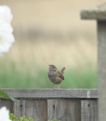 Troglodytes troglodytes
