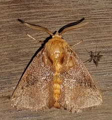 Natada monteverdensis