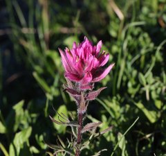 Castilleja parviflora olympica
