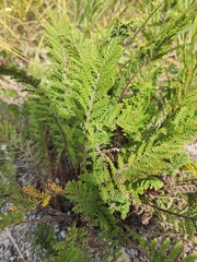 Tanacetum bipinnatum