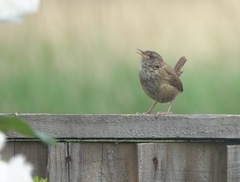 Troglodytes troglodytes