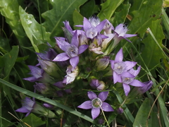 Gentianella germanica