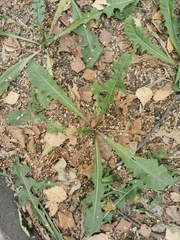 Taraxacum officinale