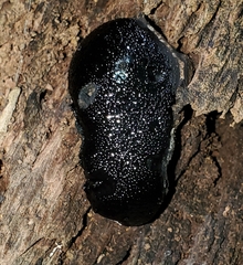 Camarops petersii