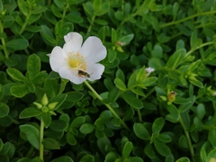 Portulaca umbraticola