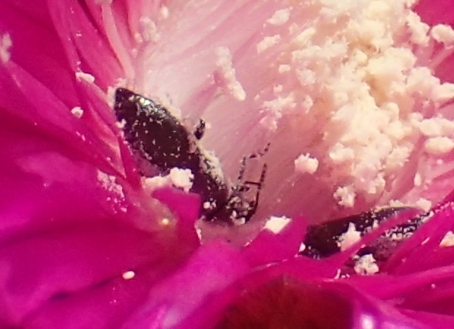 Insects From Belvidere Plantation South Cape DC South Africa On insects-from-belvidere-plantation-south-cape-dc-south-africa-on