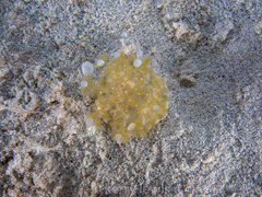 Cassiopea frondosa