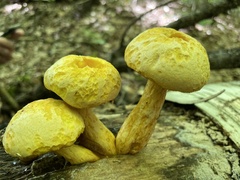 Gymnopilus luteus