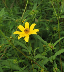 Bidens aristosa