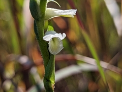 Spiranthes magnicamporum
