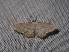 Idaea seriata